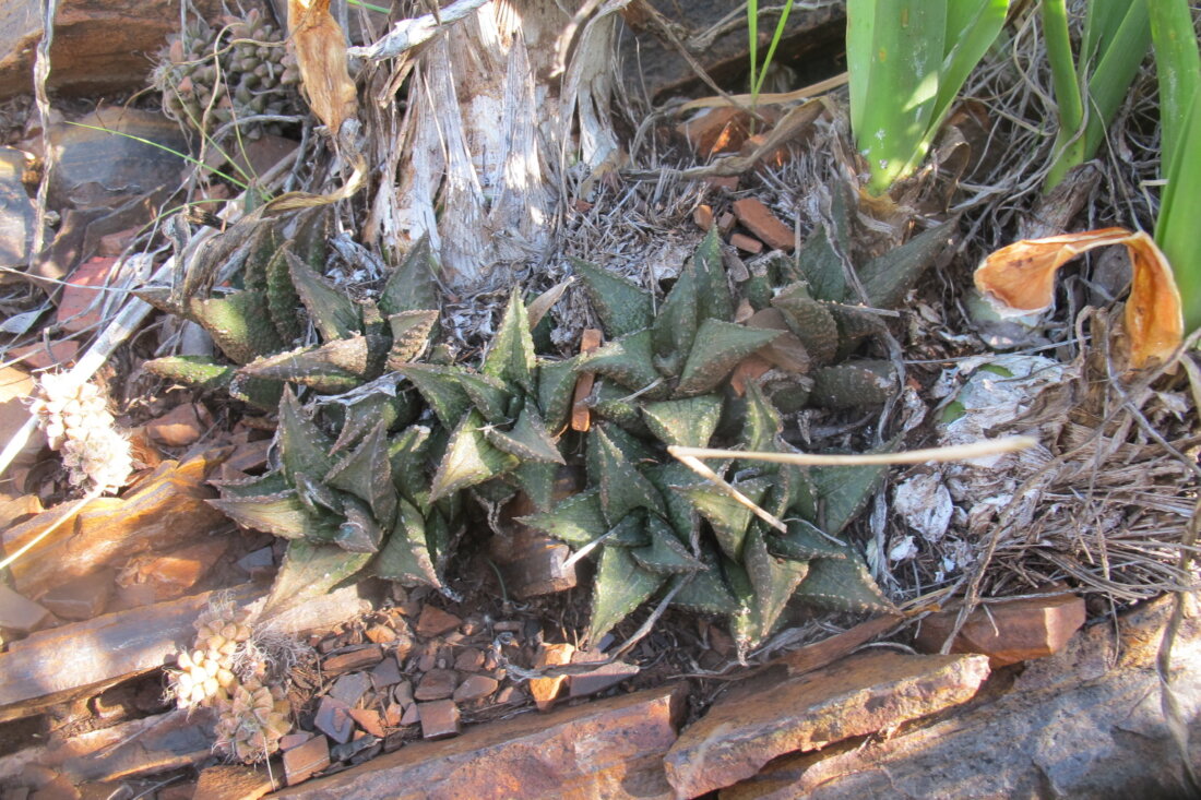 Haworthiopsis tessellata (Haw.) Rowley