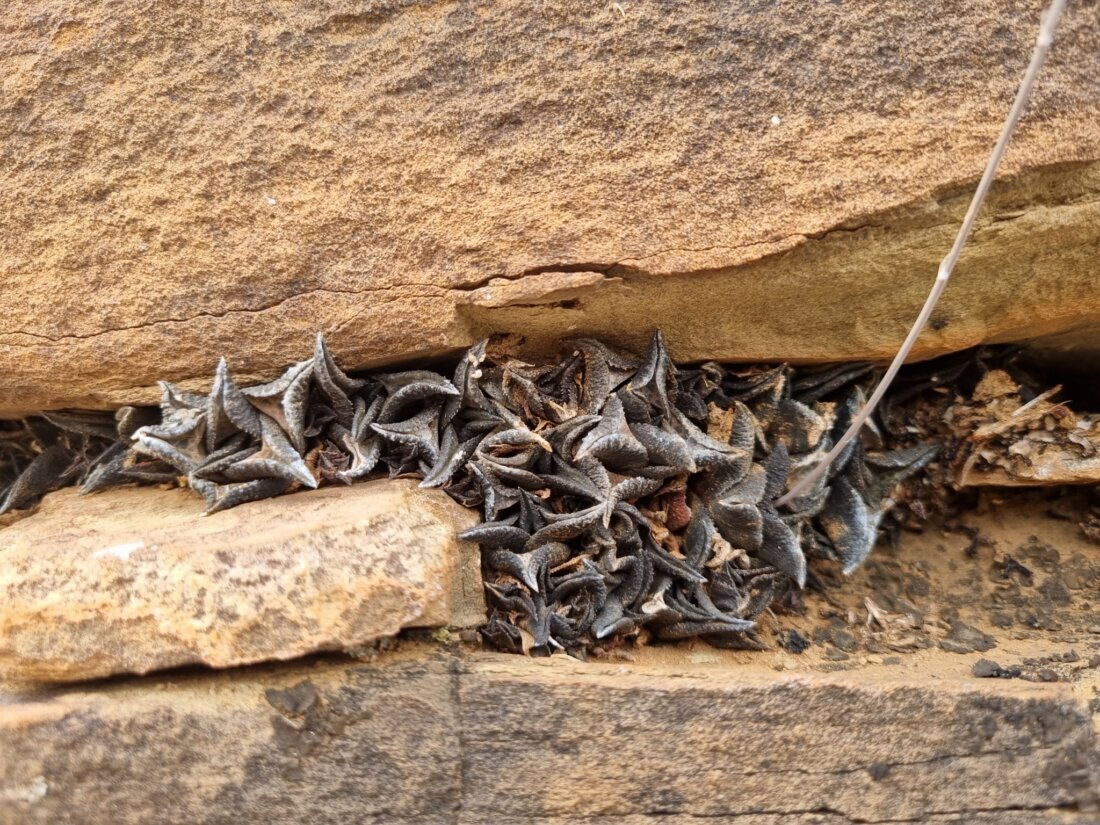 Haworthiopsis tessellata (Haw.) Rowley