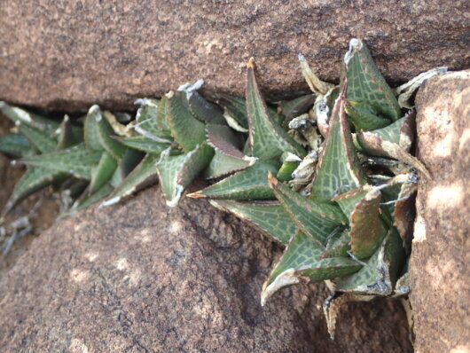 Haworthiopsis tessellata (Haw.) G.D.Rowley