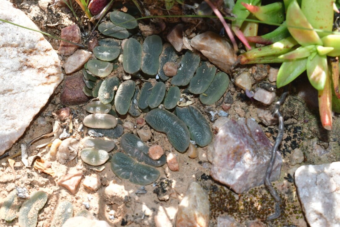 Haworthia truncata