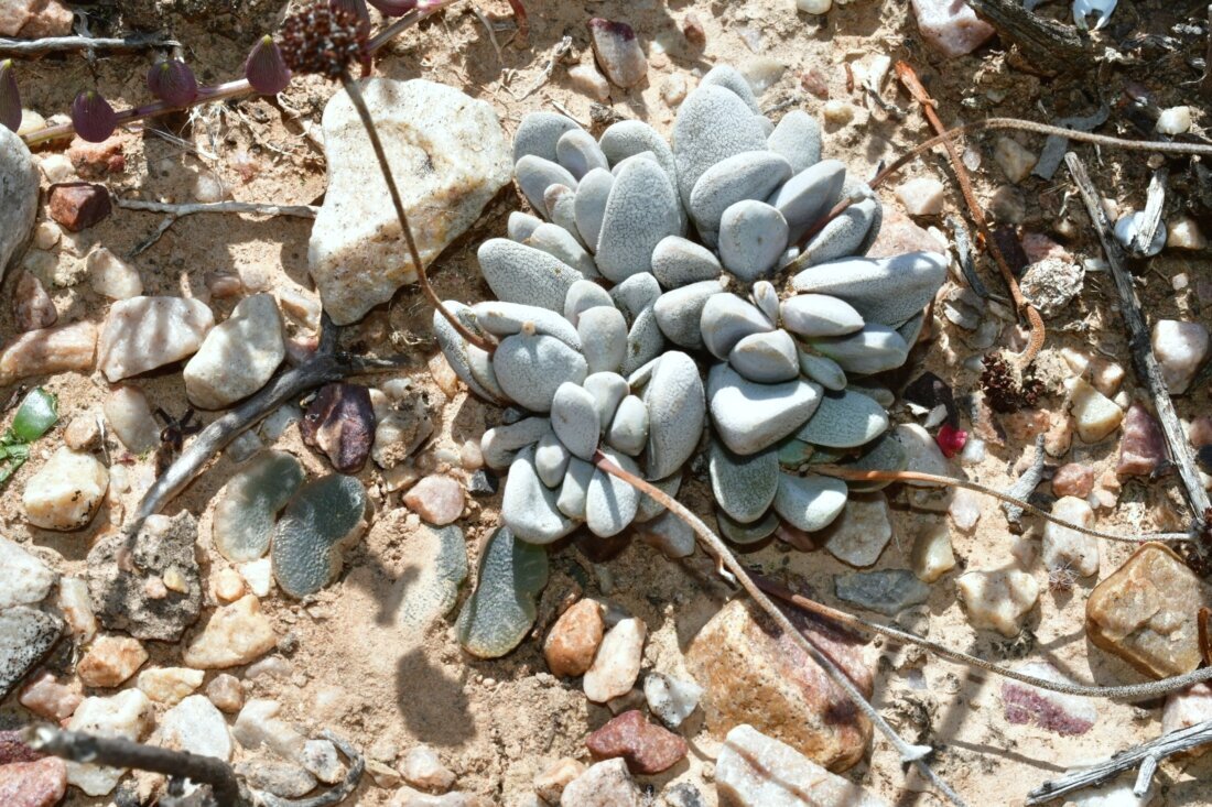 Haworthia truncata Schönland 