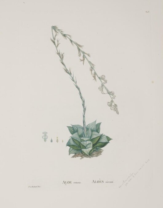 Haworthia retusa Haworthia retusa