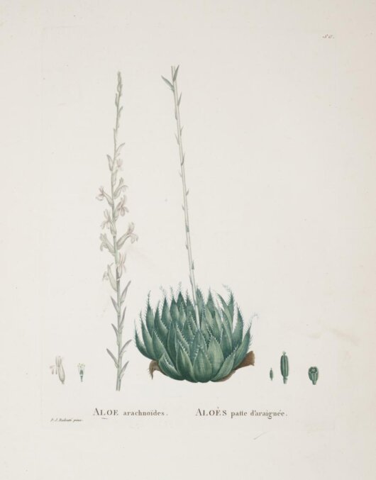 Haworthia arachnoidea Haworthia arachnoidea