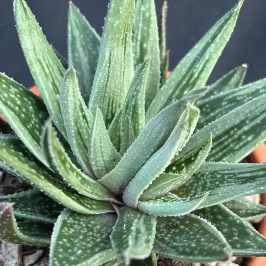 Gasteraloe cv. 'Spirit of 88' Gasteraloe cv. 'Spirit of 88'