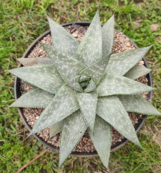 Gasteraloe cv. 'Wonder' Gasteraloe cv. 'Wonder'