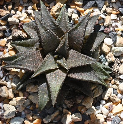 Haworthiopsis Hard Leaf cv. 