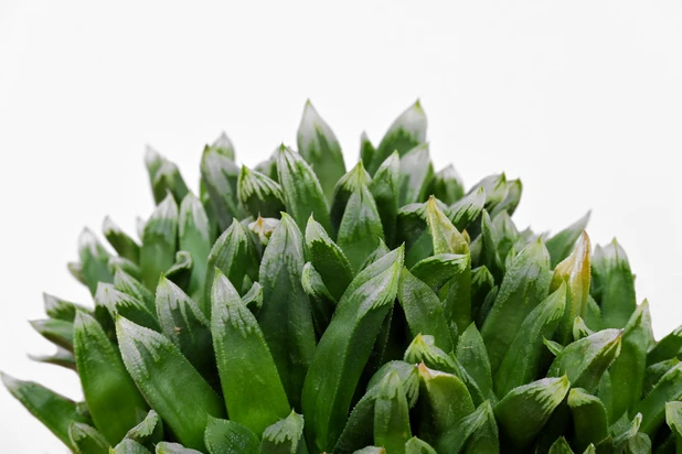 Haworthia cv. 