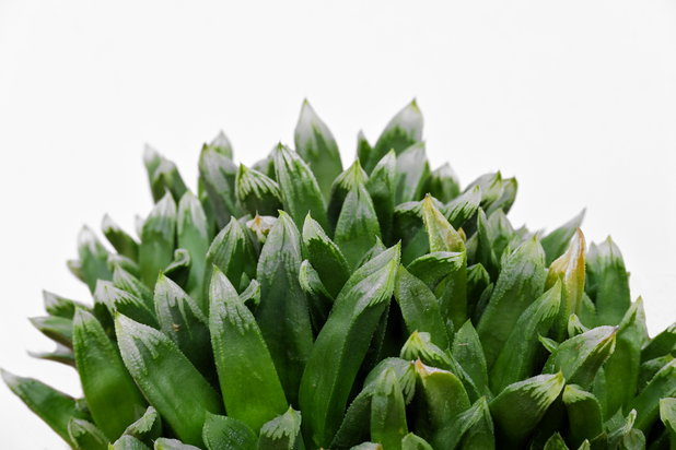 Haworthia cv. 