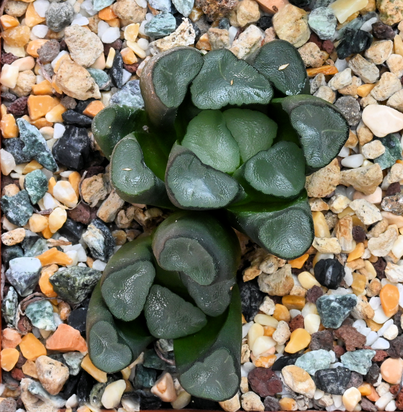 Haworthia truncata var. maughanii