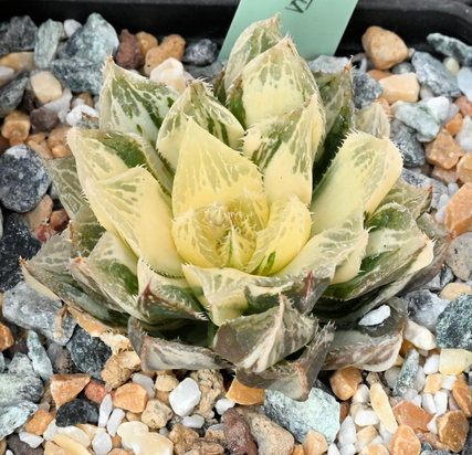 Haworthia cooperi cv. 