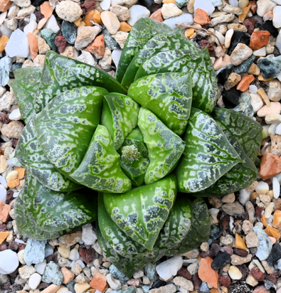 Haworthia cv. 