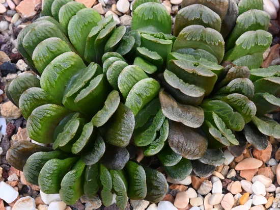 Haworthia cv. 