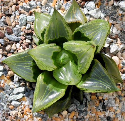Haworthia emelyae var. comptoniana cv. 
