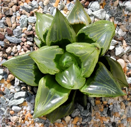 Haworthia emelyae var. comptoniana cv. 