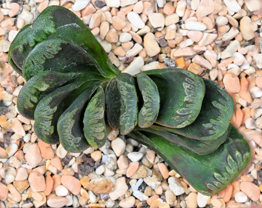 Haworthia ibrida H. truncata x H. cristallina