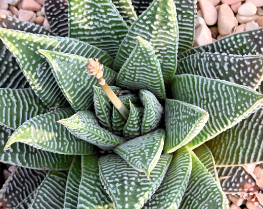 Haworthia limifolia cv. 