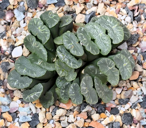 Haworthia truncata cv. 
